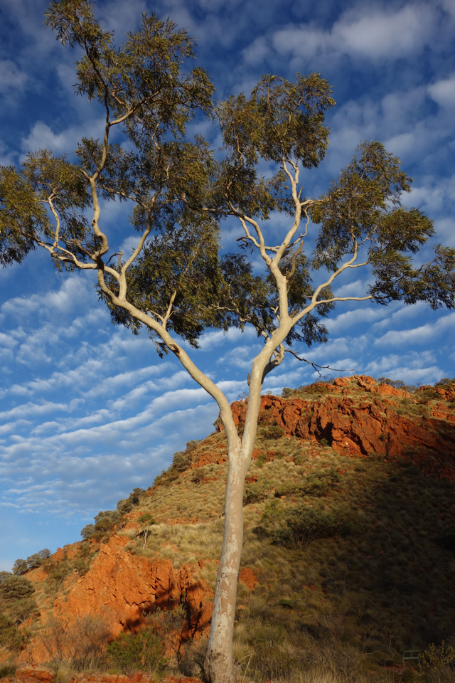 Larapinta - Best off - 093