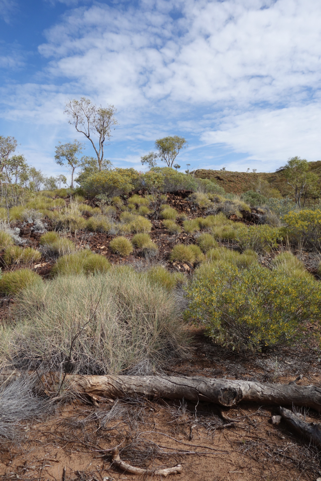 Larapinta - Best off - 115